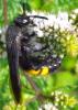 264387 – Photo : nevenoe – France (44)